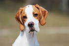 Pointer, foto: Shutterstock