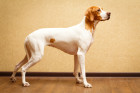 Pointer, foto: Shutterstock