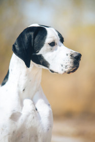 Pointer - Atlas psů | iFauna.cz