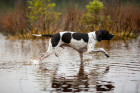 Pointer, foto: Shutterstock