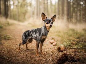 Pražský krysařík