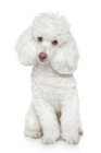 Pudl toy, foto: Shutterstock