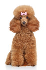 Pudl toy, foto: Shutterstock