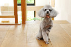 Pudl toy, foto: Shutterstock