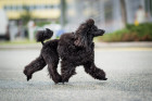 Pudl toy, foto: Shutterstock