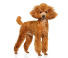 Pudl toy, foto: Shutterstock