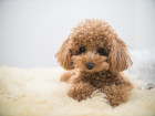 Pudl toy, štěně. Foto: Shutterstock