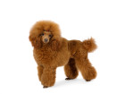 Pudl toy, foto: Shutterstock