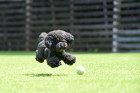 Pudl toy, foto: Shutterstock