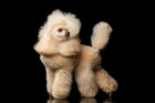 Pudl toy, foto: Shutterstock