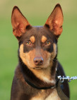 Australská kelpie, foto: Shutterstock