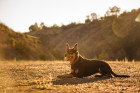 Australská kelpie, foto: Shutterstock