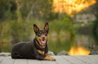 Australská kelpie, foto: Shutterstock