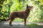 Australská kelpie, foto: Shutterstock