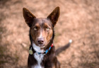 Australská kelpie, foto: Shutterstock