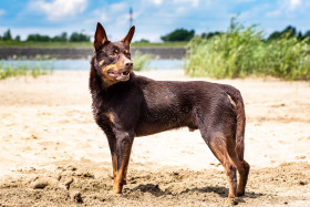 Australská kelpie