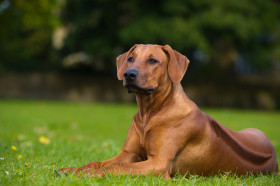 Rhodéský ridgeback