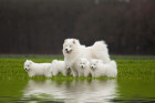 Samojed se štěňaty, foto: Shutterstock