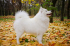 Samojed, foto: Shutterstock