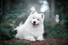 Samojed, foto: Shutterstock