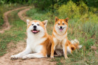 Akita inu a menší Shiba inu, foto: Shutterstock