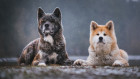 Akita inu, foto: Shutterstock
