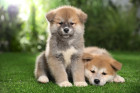 Štěňata akita inu, foto: Shutterstock