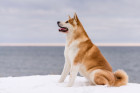 Akita inu, foto: Shutterstock