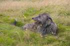 Skotský jelení pes - deerhound, foto: Shutterstock