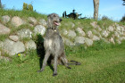 Skotský jelení pes - deerhound, foto: Shutterstock