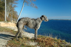 Skotský jelení pes - deerhound, foto: Shutterstock