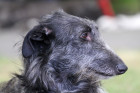 Skotský jelení pes - deerhound, foto: Shutterstock