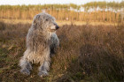 Skotský jelení pes - deerhound, foto: Shutterstock
