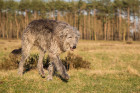 Skotský jelení pes - deerhound, foto: Shutterstock