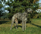 Skotský jelení pes - deerhound, foto: Shutterstock