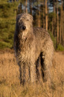 Skotský jelení pes - deerhound, foto: Shutterstock