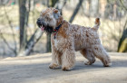 Soft coated wheaten teriér, foto: Shutterstock