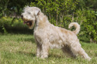 Soft coated wheaten teriér, foto: Shutterstock