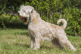 Soft coated wheaten teriér