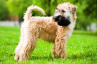 Soft coated wheaten teriér, foto: Shutterstock