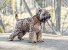 Soft coated wheaten teriér, foto: Shutterstock