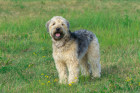 Soft coated wheaten teriér, foto: Shutterstock