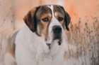 Středoasijský pastevecký pes, foto: Shutterstock