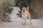 Středoasijský pastevecký pes, V některých zemích se dodnes provádí kupírování uší. V ČR je tato praktika nezákonná, vyobrazení slouží k ukázce variant plemene. Foto: Shutterstock