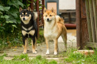Shiba inu, foto: Shutterstock