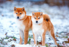 Shiba inu, foto: Shutterstock