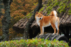 Shiba inu, foto: Shutterstock