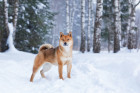 Shiba inu, foto: Shutterstock