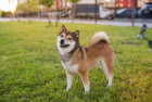 Shiba inu, foto: Shutterstock