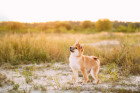Shiba inu, foto: Shutterstock